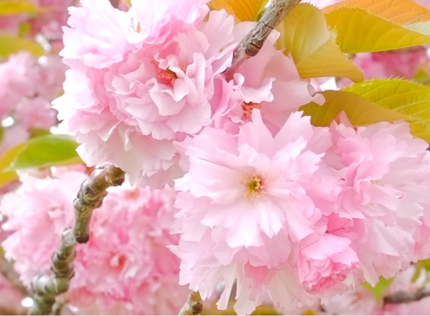sakura, cherry, blossoms on a tree, lots of pink and white petals