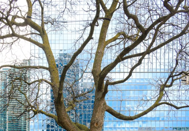 a large tree, no leaves yet, grows in front of a large glass building, lots of reflections of other buildings as well as blue sky