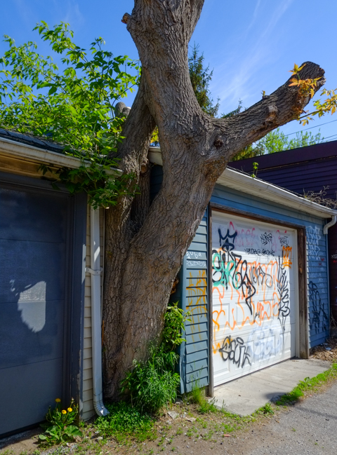 a mature tree with large tree trunk wedged between the sides of two garages