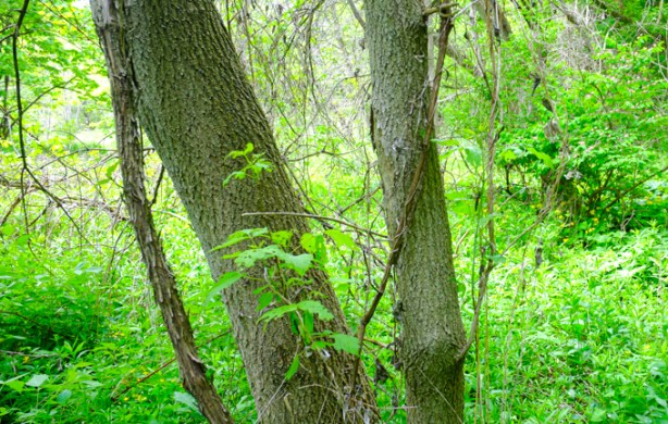 young trees, leaves, and spring growth in the woods