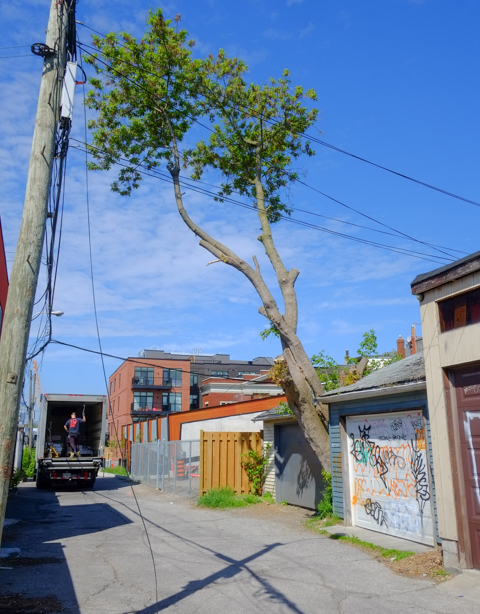 truck parked in a lane, unloading from the back, lane has very tall tree, some fences and garages too,