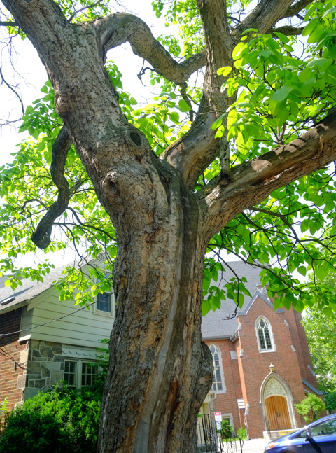 old tree with rough bark on trunk, and large twisty branches, house and church in the background,