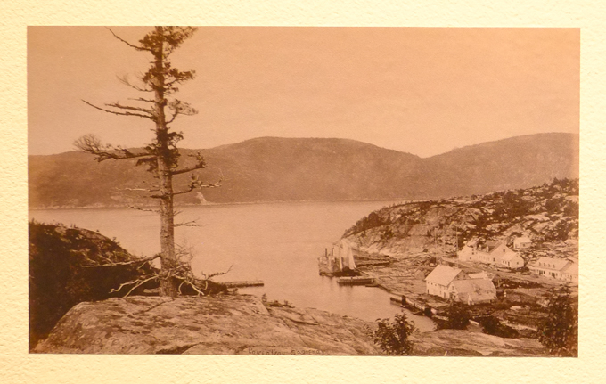old black and white photo, a lone scrawny pine tree on a rock overlooking the Saguenay River in Quebec, with village below, village of L'Anse a L'Eau