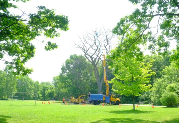 workmen, up on a crane, city of toronto works department, trimming and pruning trees in a park