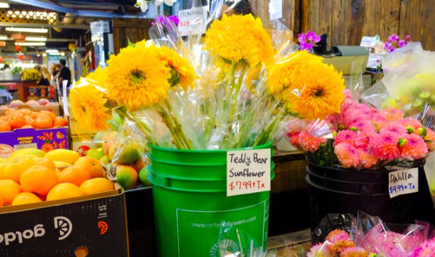 bright yellow teddybear sunflowers for sale, in a bright green plastic bucket