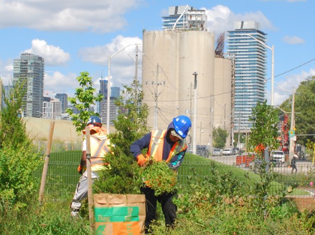 workmen doing garden work in park at portlands, with lafarge cement silos in the backgroun
