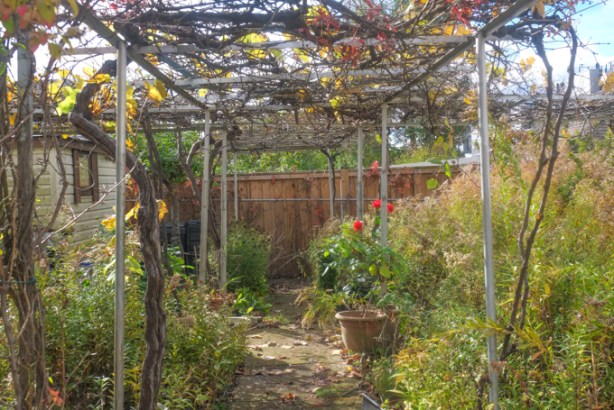 backyard garden with overhead vines