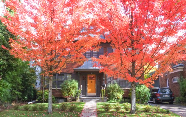 two large trees in front of a single family home, 2 storeys, both trees full of red leaves for autumn
