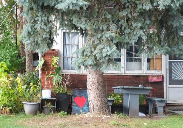large blue spruce tree growing in the front yard of a house with table and chairs in the front yard, also a bench with a large red heart on it 