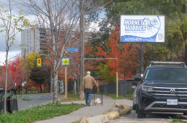 man walking dog on sidewalk, past fall coloured trees