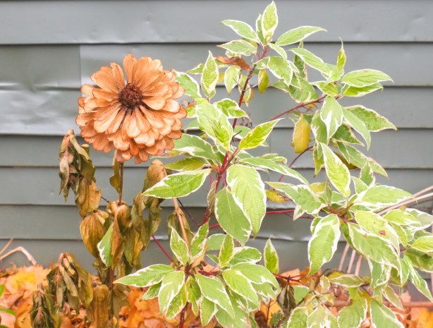 dead flower, petals turned brown but still intact, beside a green plant, 