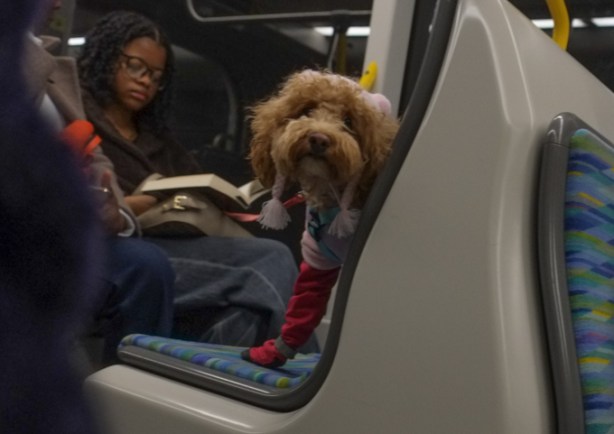 little brown dog sitting in an Eglinton LRT seat