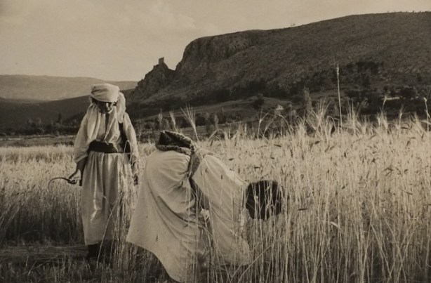 Marc Riboud Magnus Photo, black and white photos taken in Dalmatia region of Yugoslavia (now Croatia), people working in wheat field, Cetina Valley