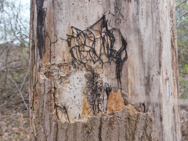 trunk of dead tree, bark is peeling off revealing web of fungus inside part of the mycelium of the armilaria root rot fungus. 