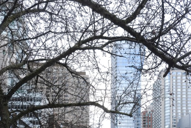 view looking up to top of buildings and trees, from cumberland street, looking west