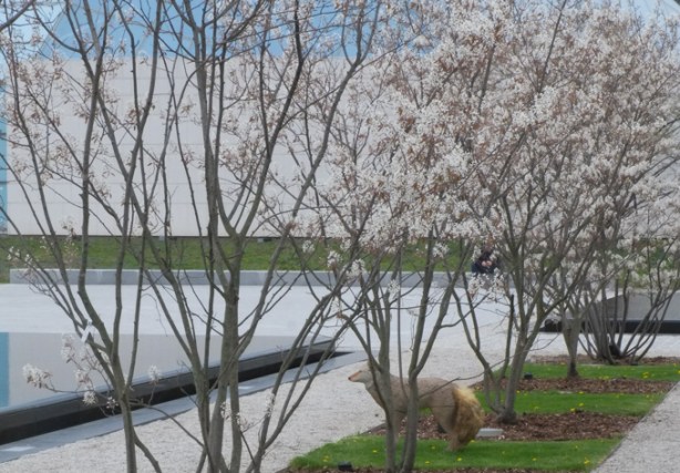 small, life size sculpture of a fox, standing among serviceberry trees in blossom, beside reflecting pool at Aga Khan museum