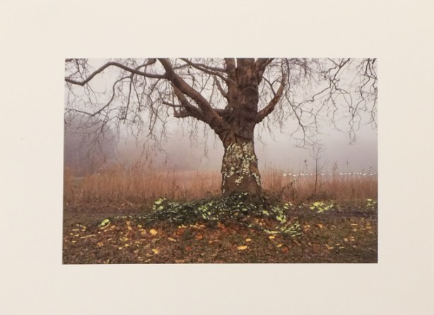 photo by Lilianne Schneider at Gallery 1313 in photography exhibit for contact photography festival 2026,