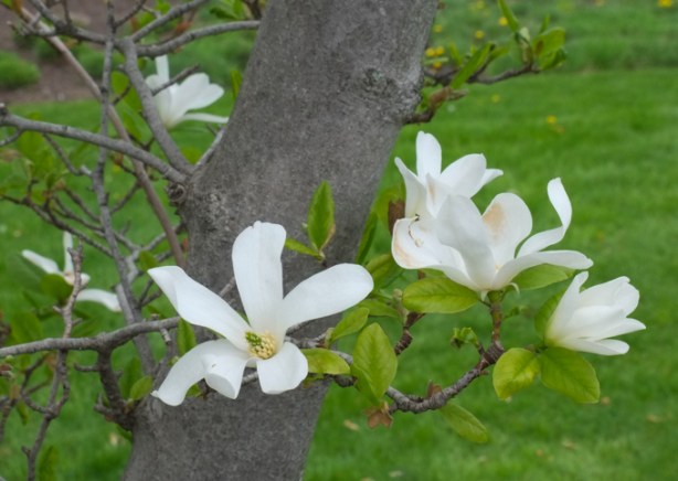 white magnolia blossoms on a tree