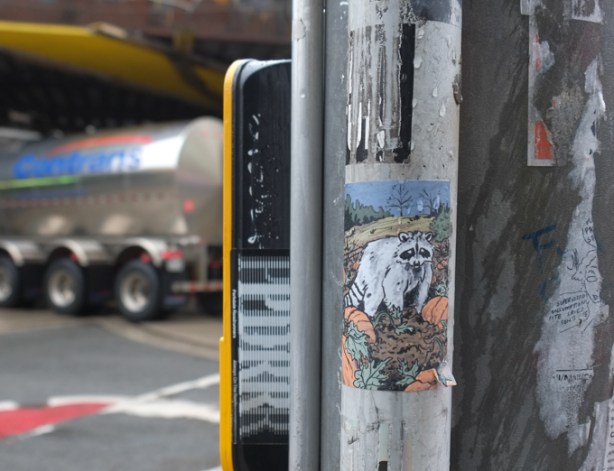 graffiti sticker on a pole, a raccoon in a field of pumpkins