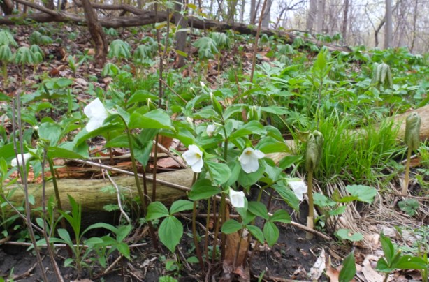 white trilliums blooming