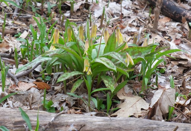 yellow trout lily plant 