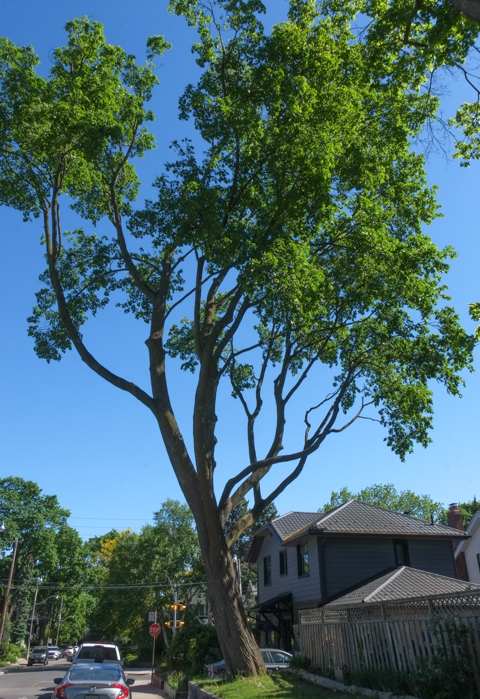 very large, tall, tree on a residential street